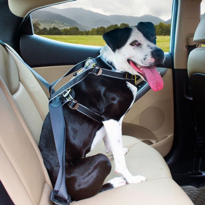 Use a Travel Crate or Harness