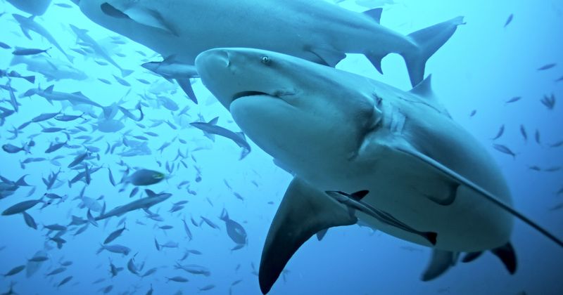 Bull Shark