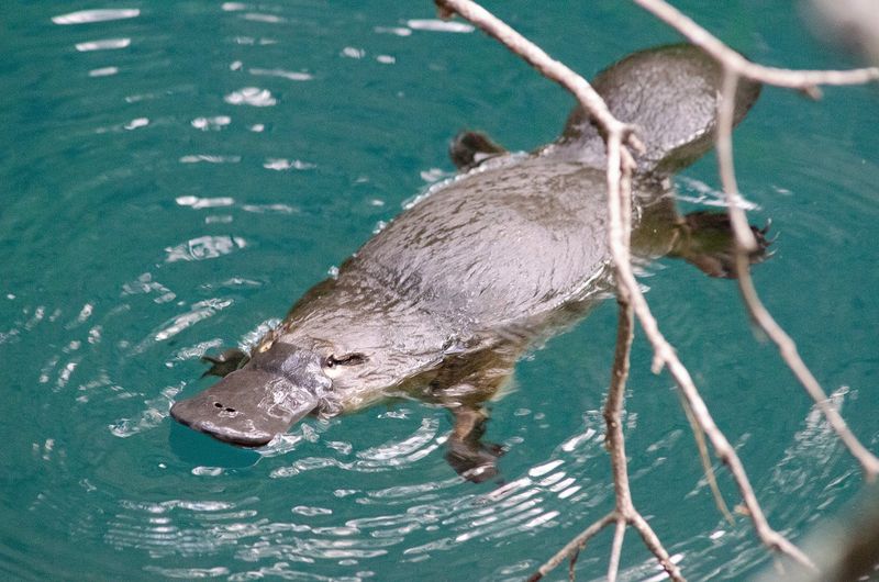 Platypus Aquatic Adaptations