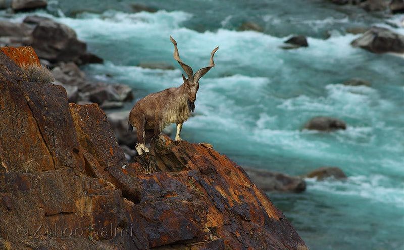 They're a Conservation Success Story