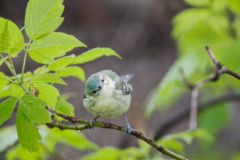 Females' Bluish-Green Tones