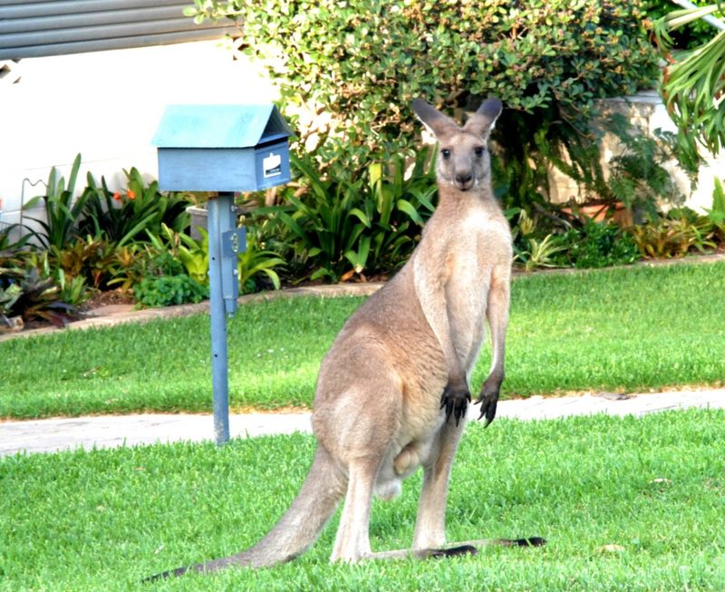 Eastern Gray Kangaroo