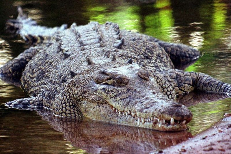 Crocodile
