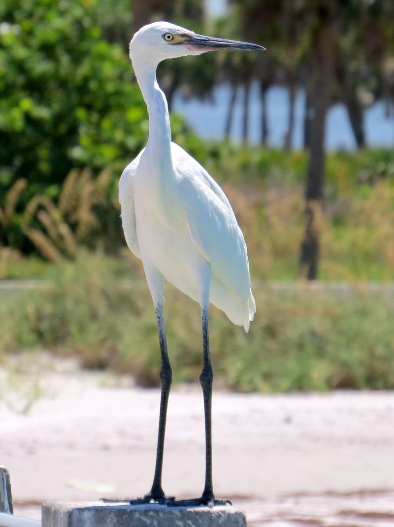 Great Egret x Snowy Egret