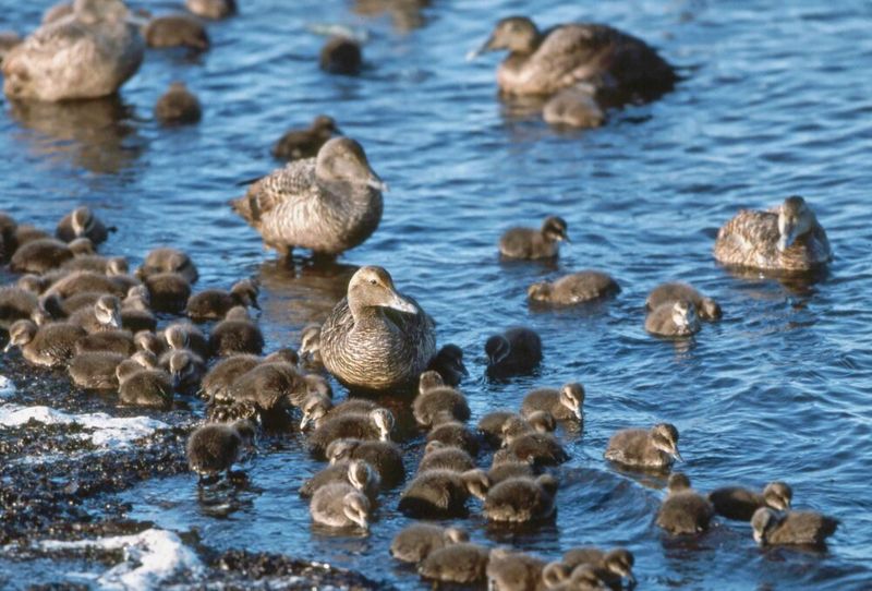 Common Eider