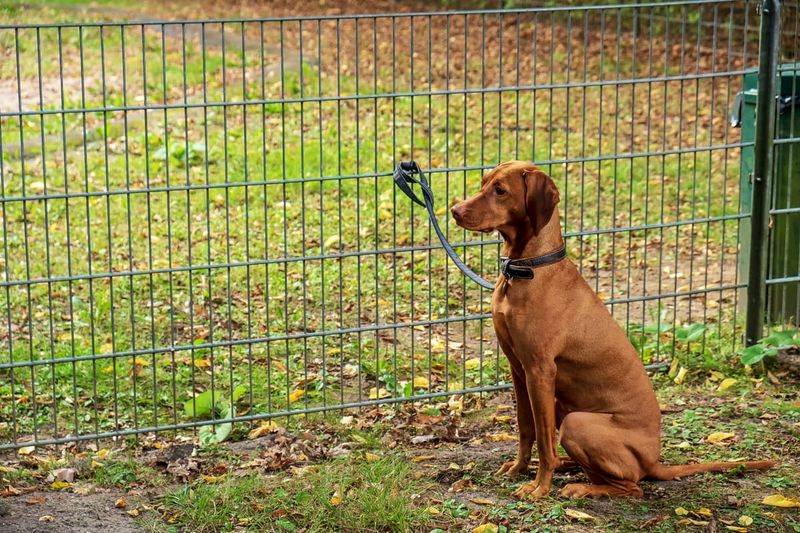 Vizsla
