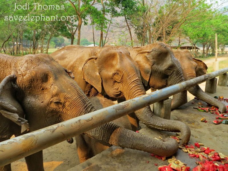 Cambodia Wildlife Sanctuary – Cambodia