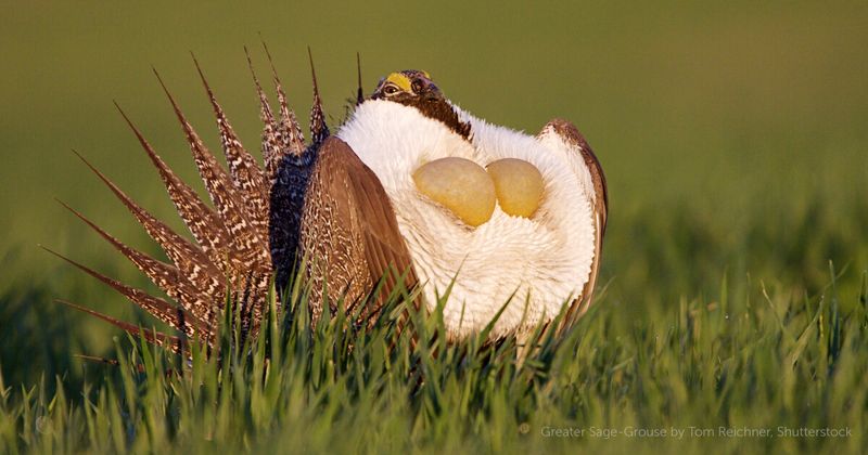 Greater Sage-Grouse