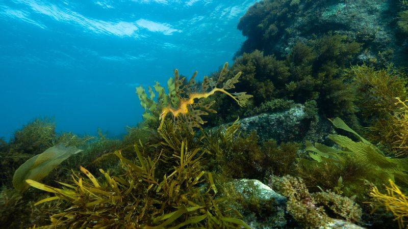 Leafy Sea Dragon