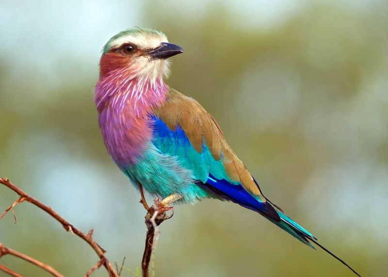 Lilac-breasted Roller