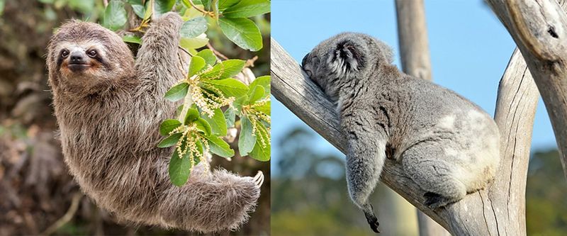 Koalas and Sloths