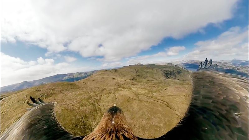 Eagle