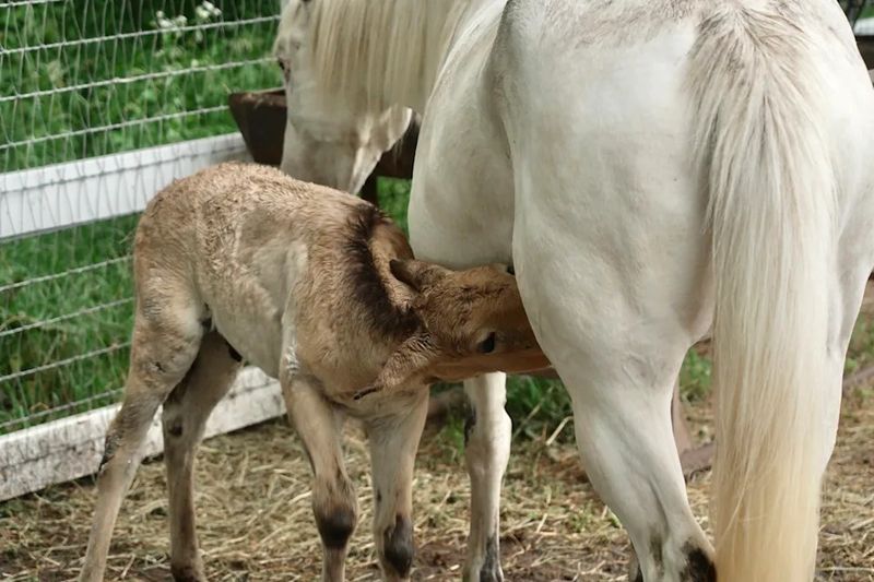 Alice: The Grieving Mare