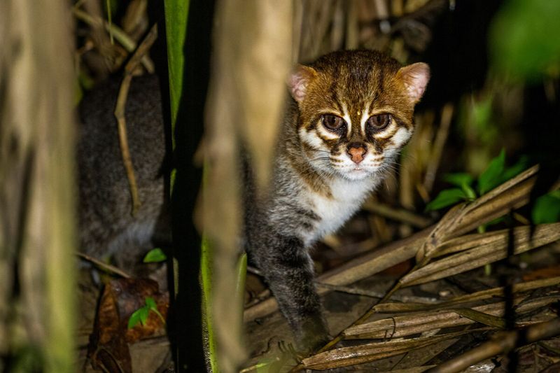 Flat-Headed Cat