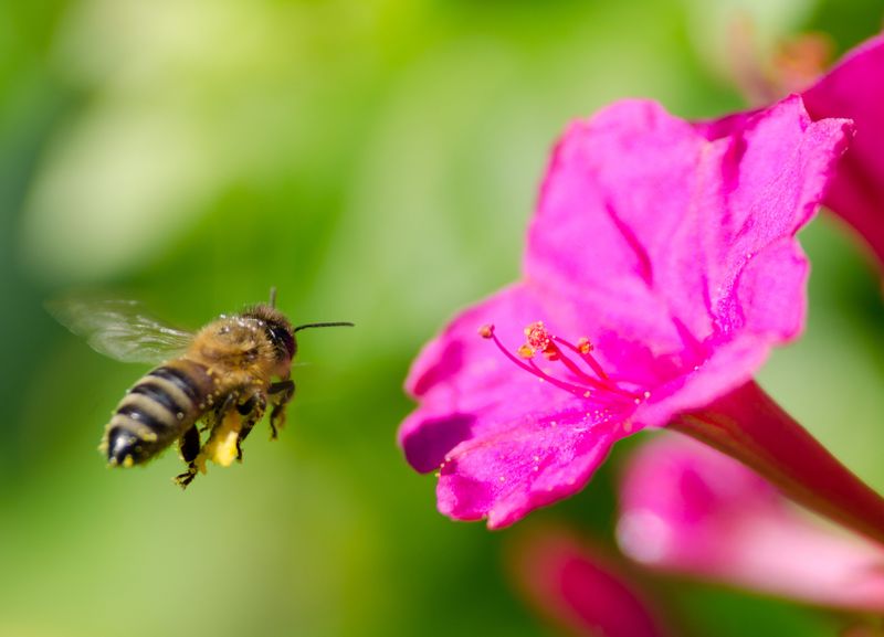 Cape Honeybee
