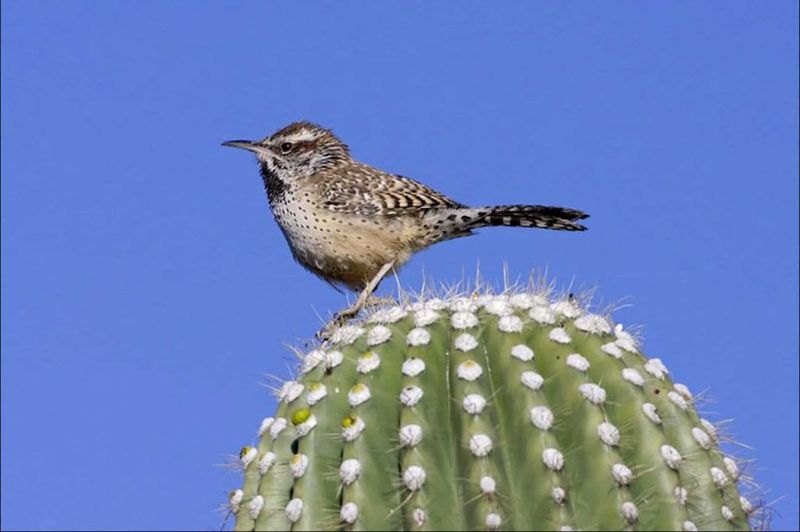 North American Cactus Wrens and African Weavers
