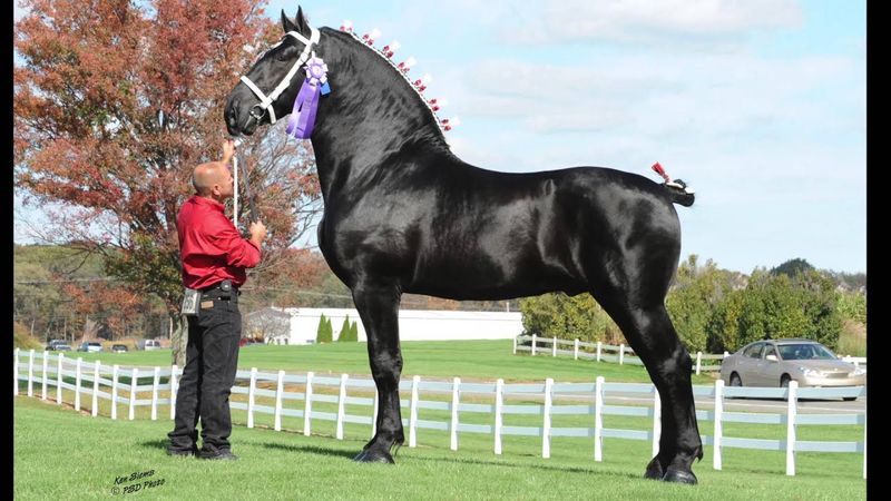 Percheron