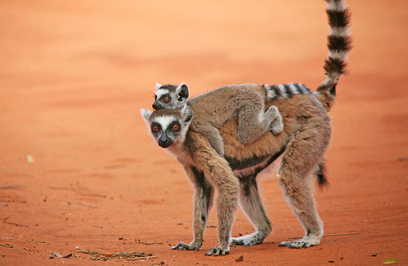 Madagascar