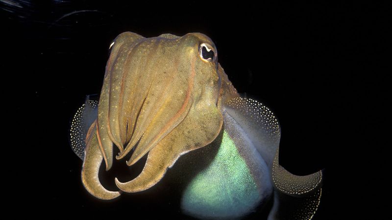 Intelligent Cephalopod