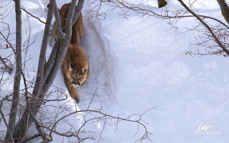 The Silent Stalkers