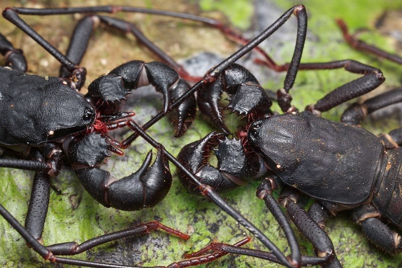 Mating Rituals