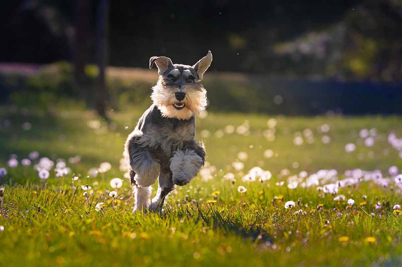 Miniature Schnauzer