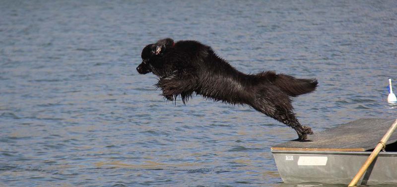Newfoundland