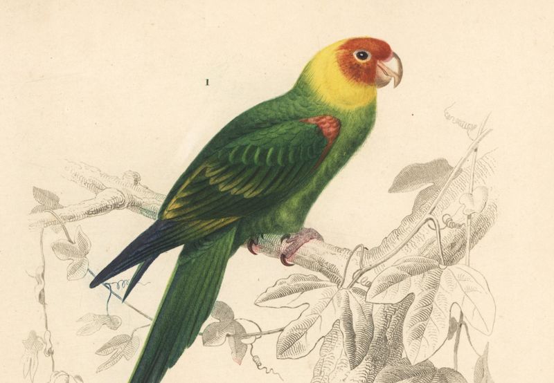 Carolina Parakeet