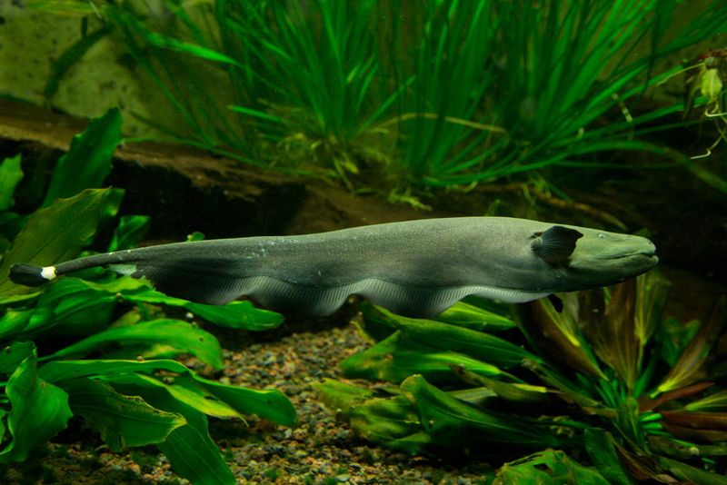 Black Ghost Knifefish