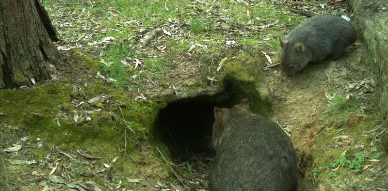 Wombat