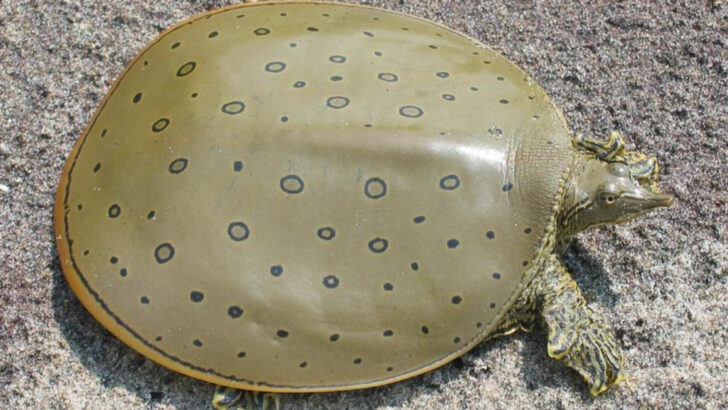 Meet 12 Wild Turtles With Amazing Superpowers You’ve Never Heard Of
