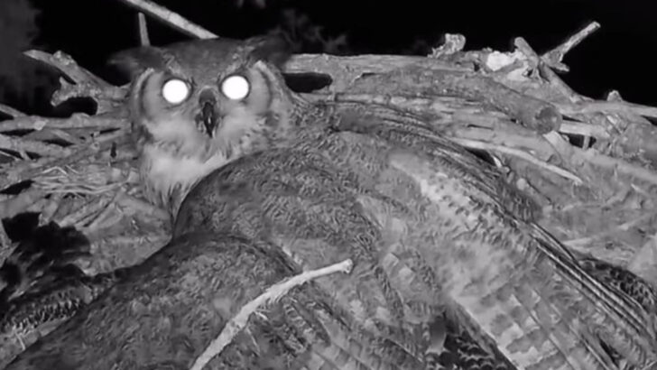 Meet 14 Animals That Use Darkness as a Superpower