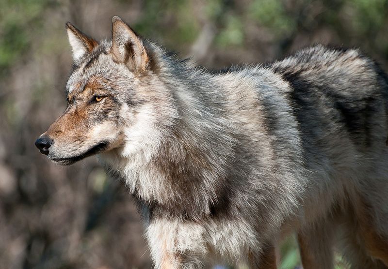 Gray Wolf