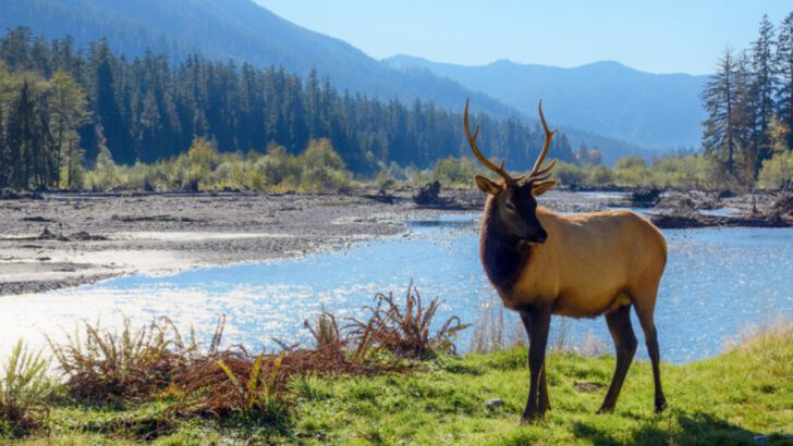 Meet 15 Incredible Animals of North Cascades National Park