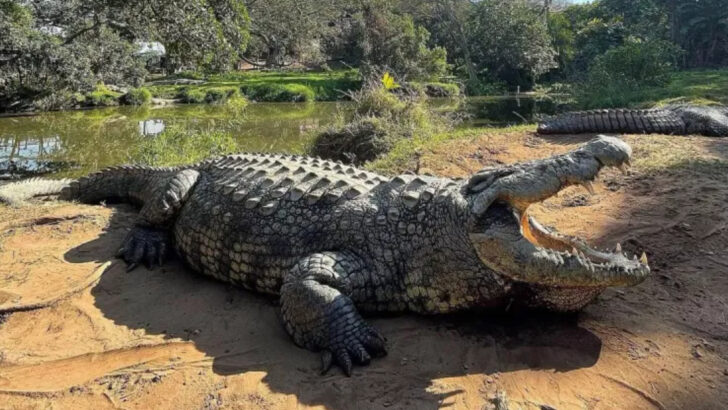 Meet Henry, the 121-Year-Old Crocodile Who’s Still Alive—and Still Growing Slowly