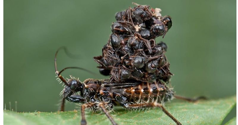 Assassin Bug's Weaponry