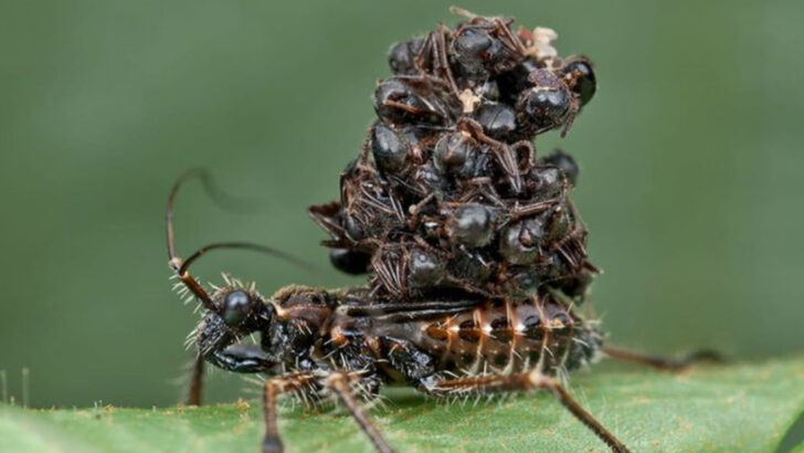 Meet the Bug That Melts Its Victims: 11 Shocking Truths About the Assassin Bug
