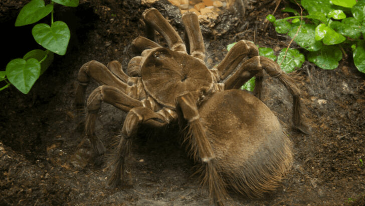 Meet the Goliath Birdeater: The Largest Spider on Earth