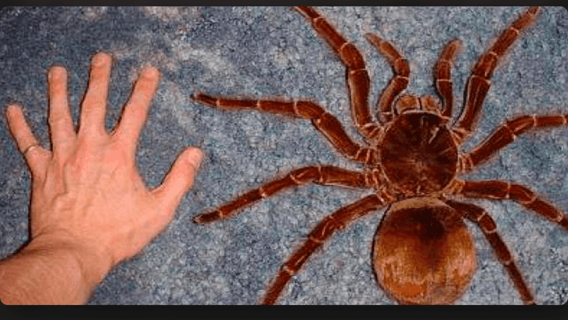 Massive Size
