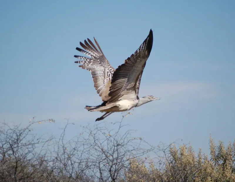 Kori Bustard
