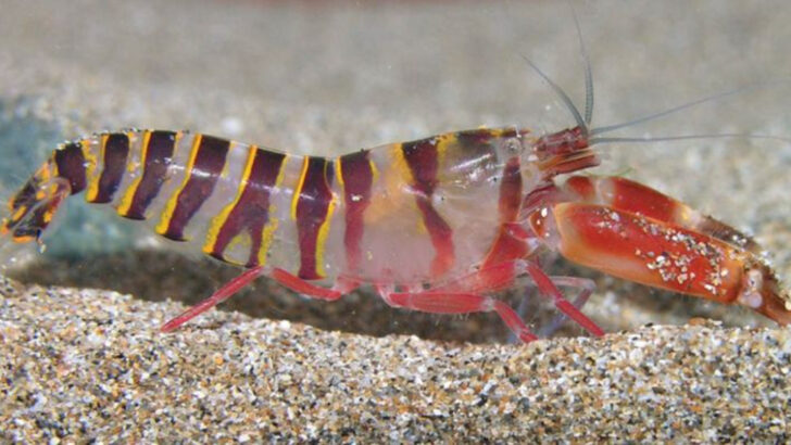 Meet the Pistol Shrimp: The Tiny Sea Creature With a Sonic Punch