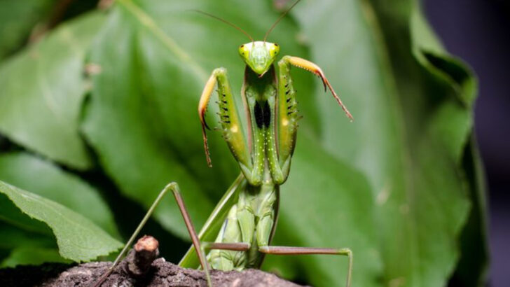 Meet the Ultimate Predator: 10 Fascinating Praying Mantis Facts