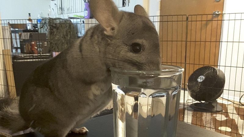 Hydration & Water Quality