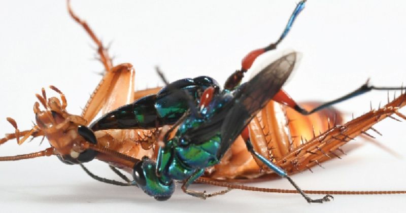 A Parasitic Survival Strategy