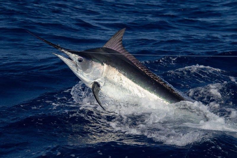 Black Marlin