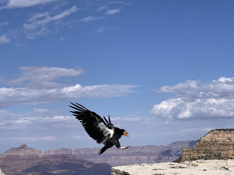 California Condor