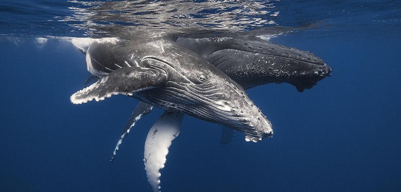 Whales