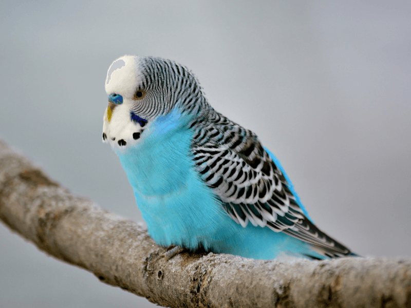 Budgerigars