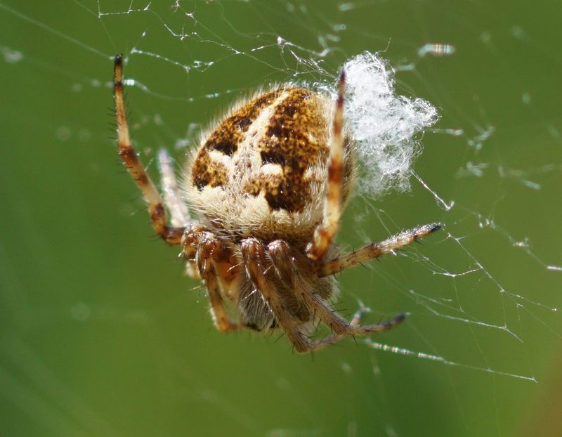 Agalenatea Redii