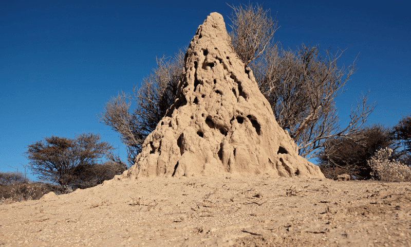 Cultural Significance